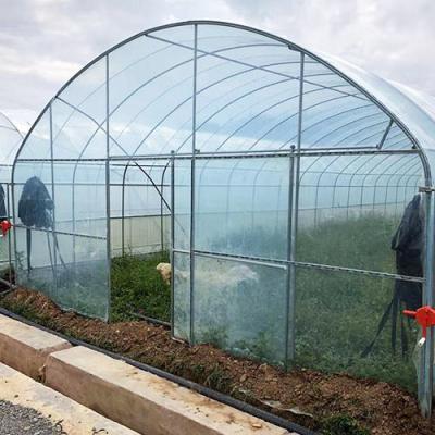 China Stable Structure Single-span Tunnel Film Agriculture Greenhouse And Greenhouses for sale