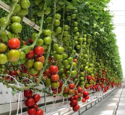 China Hot Galvanized Steel Pipe Multi-span Tunnel Tomato Film Hydroponic Greenhouse for sale