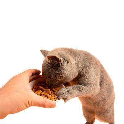 China Viable Wholesale Bagged Cat Food Cat Sandwich Biscuits Cat Pet Food For Online Store for sale