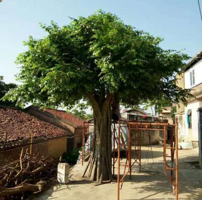 China Fiberglass plant 5 meters tall high detailed trunk fiberglass simulation outdoor decorative artificial ficus tree for sale