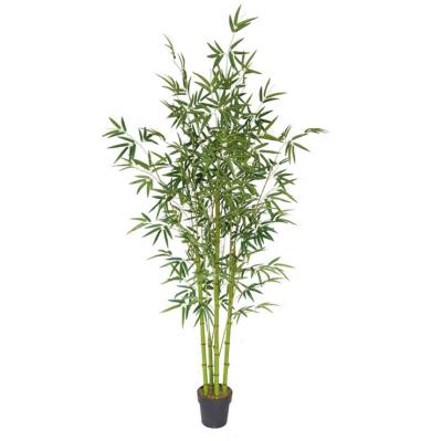 China Decoration Indoor Yellow Pole Bamboo Bonsai Trees With Green Leaves For Sale for sale