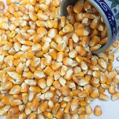 China Dry bulk yellow corn kernels, export grade, China corn, 2022 popular sale of corn rich in element and bulk export well for sale