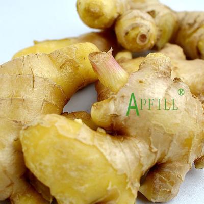 China New Wholesale Supplier Fresh Cultured Fresh Ginger China Bulk Dry Ginger Price Per Ton for sale