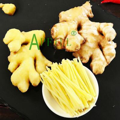 China China fresh fresh ginger 13 kg packing box with good quality for sale