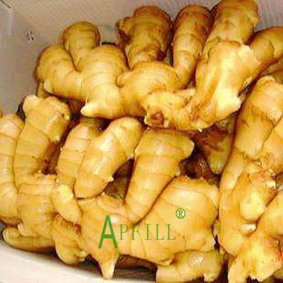 China 2022 Fresh New Harvest Fresh Chinese Farming Ginger 10kg Manufacturer Fresh Ginger All Year Best Quality With Ginger for sale