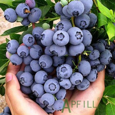 China 2022 fresh fresh Yunnan blueberry rich in a variety of fresh and healthy and safe delicious nutrients that is trustworthy for sale