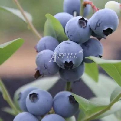 China 2022 Large area technology fresh fresh Yunnan blueberry healthy and safe professional planting planting for sale