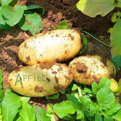 China 2022 Wholesale Fresh Fresh Potatoes Large Area Most Competitive Price Selling In Many Countries for sale