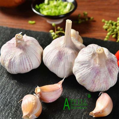 China Fresh wholesales Yunnan single purple fresh garlic for dinner medical treatment science taste raw material garlic used for cosmetics for sale