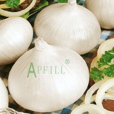 China Price of fresh fresh white onion and red onion for sale