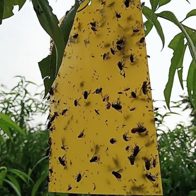 China Environmental protection Special spectral lure Yellow Sticky Paper Sticky Traps killing Flying Plant Insect for sale