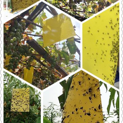 China Paper Double Yellow Insect Glue Trap, Sticky Paper Trap To Control Flying Plant Insect In Garden Yellow Insect Trap for sale