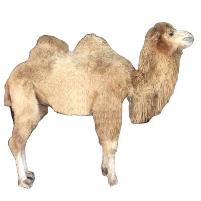 China Simulation of Customized Decorative Model Animatronic Simulated Artificial Fur Camel for Amusement Park for sale