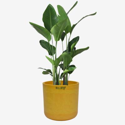 China Indoor and Outdoor Gold Plastic Flower Vases Art Decor Greenship Home Decor Resin Potted Plant Flower Indoor and Outdoor Planter for sale