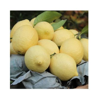 China Healthy nutritious fresh limes fresh lemons in bulk with low bulk wholesale price fruit fresh lemon for sale