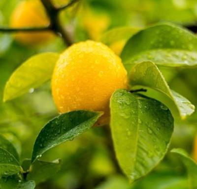 China Fresh lemon fresh fruit wholesale price fresh lemon for sale yellow lemons hometown choose for you for sale