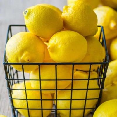 China Fresh Hot Selling Canned Tangerines Yellow OEM Original Cup Sweet Style Packing Material Raw Type Original Shape Plastic Color Grade for sale