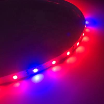 China Seed starting dc12v 12v 5050 led grow strip light for hydroponics blue red spectrum 6000k growing for sale