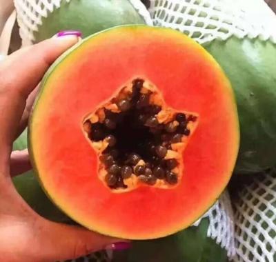 China F1 Lady Red High Quality Carica Hybrid For Planting 100 Seeds Per Bag Md02 for sale