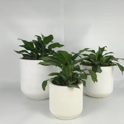 China Lightweight Garden Concrete Planters For Indoor And Outdoor Decoration for sale