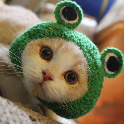 China Handmade Knitted Cat Hat Green Frog Headgear for Kittens for sale