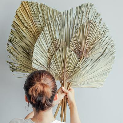 China Palm Fan Leaf Dried Palm Leaf Arrangement About 50cm Arch Art Wall Hanging Decoration Wedding Flower Window Reception Party for sale