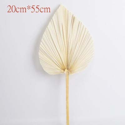 China Wholesale palm tree natural color dried palm leaves for decoration about 50cm piece for sale