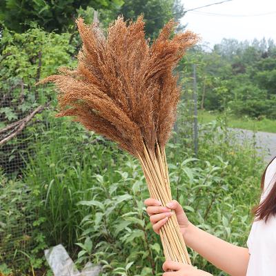 China Dried Flower Bouquet By Touch Natural Reed Dried Flower Bouquet Living Room Decoration Hotel Scene Original Layout for sale