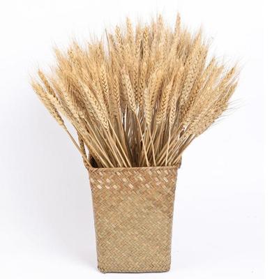 China 50pcs/100pcs Touch Wheat Autumn Decoration Pampas Grass Craft Natural Flowers Dried Flowers For Wedding Decoration Wheat for sale