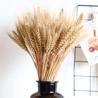 China 100Pcs Natural Real Touch Wheat Ear Flower Natural Dry Flowers For Wedding Party Decoration DIY Craft Scrapbook Decor Wheat Home Bouquet for sale