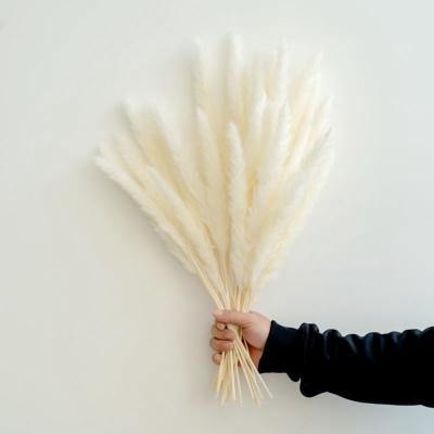 China Wholesale 10Pcs/Lot Natural Dry Home Wedding Arch Decor Bouquet Decoration Real Small Fluffy Touch Pampas Grass Reed Flowers for sale