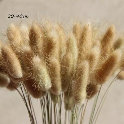 China 2021 Natural Touch Original Customizable Wholesale Reed Dried Flowers Suitable For Wedding Home Decoration for sale