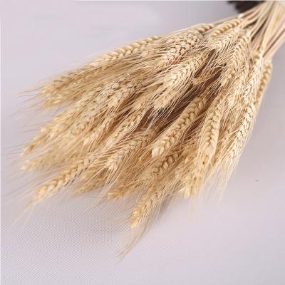 China 50pc Natural Dried Wheat Flower Bouquets Raw Color Dried Ear Ear of Wheat Bouquets&wheat Ear Bunches for sale