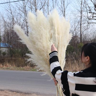 China Amazon Natural Hot Selling Pampas Grass Natural Dry White Pampas Grass Beautiful For Wedding Plants Home Decor for sale