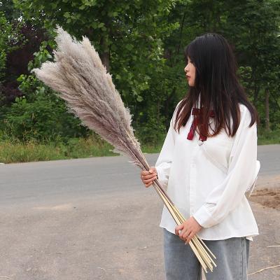 China Wholesale Phragmites Reed Dried Pampas Wedding Grass Plume Phragmites Dried Pampas Leave for Home Decor for sale