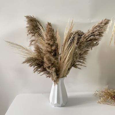 China Natural Dried Flower Most Popular Wholesale Decorative Phragmites Dried Gray White OEM Small Pampas Grass Real Pampass Grass Natural Group Flowers for sale