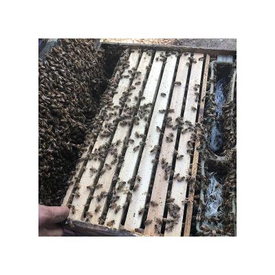 China Farms Beekeeping Wooden Honey Bee Comb Hive Frames With Wax Base Honeycomb Frame for sale