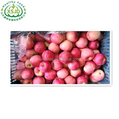 China Qinguan Fresh Chinese Crispy Red Apple Huaniu Fruit Apple Fuji Super Quality for sale