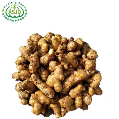 China Good Fresh Farmer Fresh Ginger From Shandong Ginger Wholesalers And Suppliers for sale