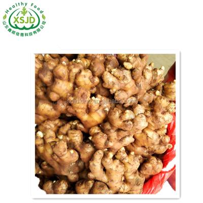 China New Fresh Cultured Quality Assurance Fresh Ginger 	Organic Fresh Ginger for sale