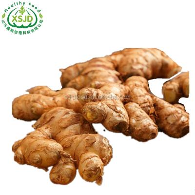 China Fresh Fresh Imported Ginger With Competitive Price To Organic Fresh Ginger for sale