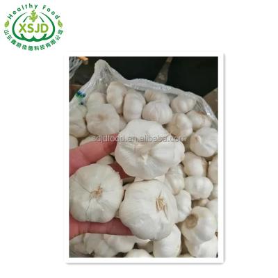 China New cold storage garlic 5.0 cm china blow shan fresh garlic cheap price normal white fresh fresh garlic for sale