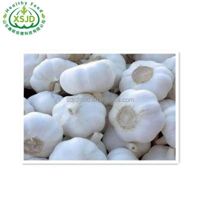 China New Culture China Garlic Fresh Fresh White Chinese Garlic Wholesale Price for sale