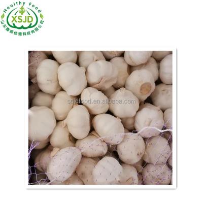 China Best Selling Noraml Fresh Natural White Garlic 20kg Garlic Bags 5.5cm Garlic With Factory Price for sale