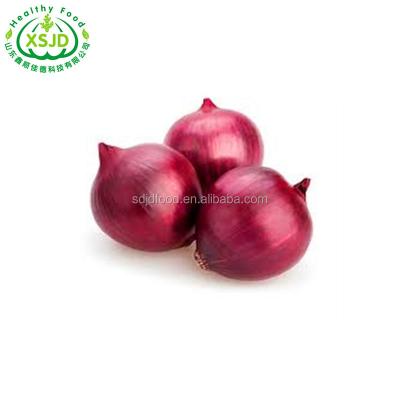 China 90cm Large Size 100% High Quality Fresh Onion From Vietnam Super Fresh Organic New Maturity Cultivation for sale