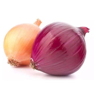 China Cheap Price Fresh Red Fresh Onion Best Quality Liliaceous Vegetabless Fresh Red Onion for sale