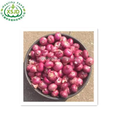 China China fresh fresh onion import-export Fresh Red Onion Liliaceous Vegetabless for sale