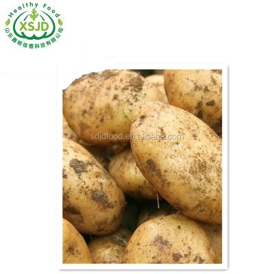 China Shandong fresh fresh potato Fresh Sweet Potatoes Bright Yellow Flesh Organic for sale