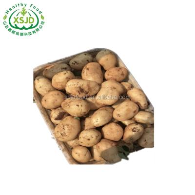 China New GAP Holland Potatoes Fresh Certified Potatoes from Crop 2020 Fresh for sale