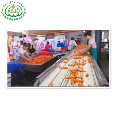 China China Fresh Fresh Carrot Fresh Organic Carrots Umbelliferous Vegetabless for sale